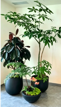 杭州湾花木租摆市场需求九条建议，少走弯路